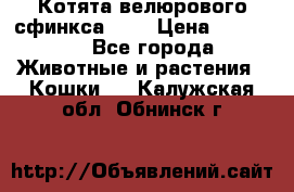 Котята велюрового сфинкса. .. › Цена ­ 15 000 - Все города Животные и растения » Кошки   . Калужская обл.,Обнинск г.
